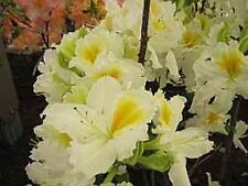 Rhododendron luteum white for sale  Shipping to Ireland