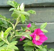 Rosa rugosa hedging for sale  ALTON