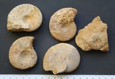 Ammonites fossiles aalénien d'occasion  Moyon