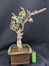 Shohin wisteria bonsai for sale  YORK