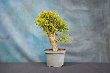 Nia pre bonsai for sale  North Fort Myers