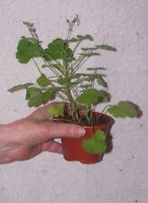 scented geranium - just flowering - UK sales only for sale  Shipping to South Africa
