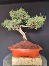 ginepro bonsai usato  San Pancrazio Salentino