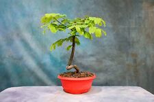 Tamarind pre bonsai for sale  North Fort Myers
