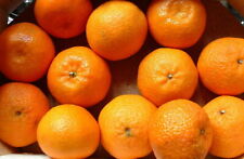 Albero frutto mandarini usato  Corato
