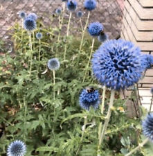 Kugeldistel edeldistel blau gebraucht kaufen  Wusterwitz