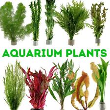 Live aquarium plants for sale  UK