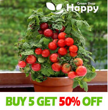 Balcony tomato seeds for sale  DONCASTER