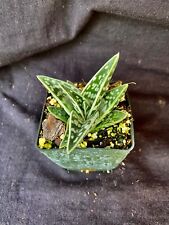 Aloe variegata aloe for sale  Hallandale