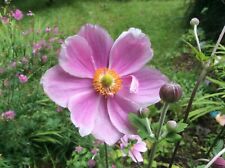 Anemone japonica queen for sale  MOLD