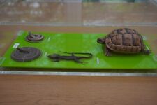 Mounted cased snakes for sale  NUNEATON