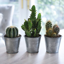 Cactus house plants for sale  IPSWICH
