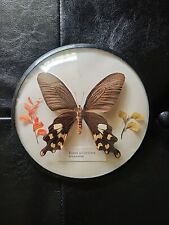 Schmetterling rahmen nachlass gebraucht kaufen  Hochfeld,-Uni-/Antonsviertel