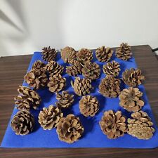 Natural pinecones 11oz for sale  Sarcoxie