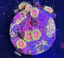 Awesome blossom zoa for sale  Columbia