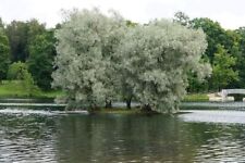 White willow trees for sale  Chariton