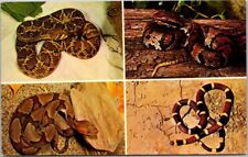 Poisonous snakes cottonmouth for sale  Richmond