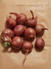 Red sun onion for sale  NEWTON-LE-WILLOWS