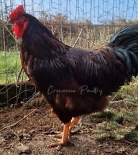 Rhode island red for sale  REDRUTH