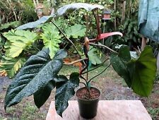 Philodendron chocolate plant for sale  Hollywood