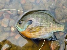 Bluegill live fish for sale  Oroville