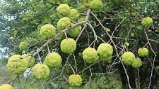 Hedge apple seeds for sale  Chariton