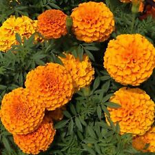 200 ORANGE CRACKERJACK MARIGOLD SEEDS ORGANIC NON GMO TALL PLANT BIG FLOWER for sale  Shipping to South Africa