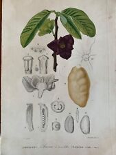 Illustration botanique plante d'occasion  Valence-d'Albigeois