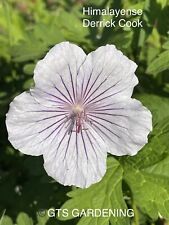 Geranium himalayense derrick for sale  RYTON