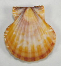 Pecten vexillum 43.31mm for sale  Carlsbad