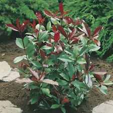 Photinia red robin for sale  PETERBOROUGH