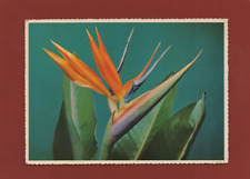 Strelitzia - Schädel Flower (H8162), used for sale  Shipping to South Africa