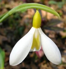 Snowdrop galanthus wendy for sale  UK