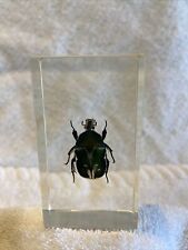 Emerald beetle singular for sale  PETERBOROUGH