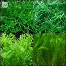 Live aquarium aquascape for sale  CREDITON