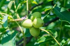 Carpathian walnut tree for sale  Russell