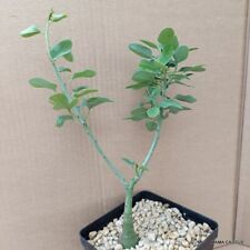 D1567 ADENIA SPINOSA pot 10 cm H 25 cm W 10 cm MaMa Cactus for sale  Shipping to South Africa