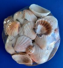 Sea shells reed for sale  Brandon