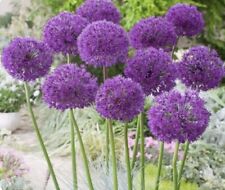 Allium purple sensation for sale  PLYMOUTH