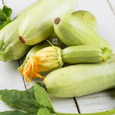 Weiße zucchini samen gebraucht kaufen  Oldenburg