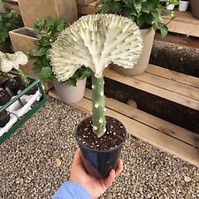 Euphorbia láctea crest for sale  Covina