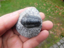 trilobit fossil gebraucht kaufen  Limbach-Oberfrohna