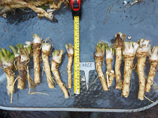 Large horseradish plants for sale  WISBECH