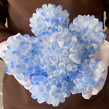 Racimo de cristal azul natural de 7,67 lb con forma de flores espécimen mineral curativo segunda mano  Embacar hacia Argentina