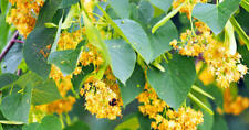 Tilia cordata rancho gebraucht kaufen  Eslohe