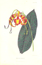 Oncidium papilio florist for sale  New York