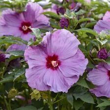 Hardy hibiscus lilac for sale  Roach