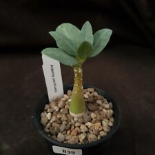 B39: Adenia pechuelii for sale  Shipping to South Africa