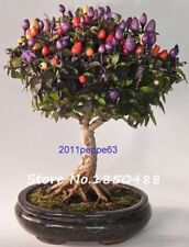 Semi rari bonsai usato  Castelvetrano
