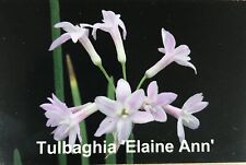 New tulbaghia elaine for sale  MEXBOROUGH